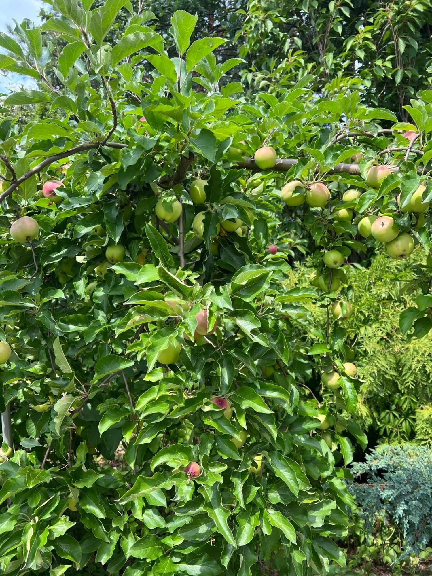 דירות Zabor Osada Gesin מראה חיצוני תמונה